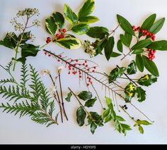 various green leaves and red berries arranged on a white surface