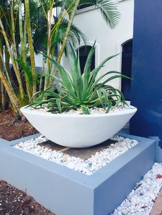 a large white bowl filled with plants on top of a cement block in front of a building