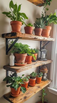 several potted plants on shelves in a room