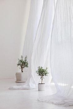 two potted plants sitting next to each other in front of a curtained window