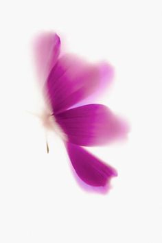 a purple flower that is flying in the air