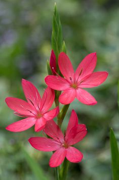 three pink flowers with green stems in the background