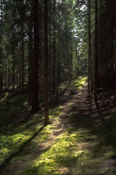 the sun shines through the trees on a path in the middle of a forest