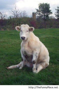 a white cow sitting on top of a lush green field