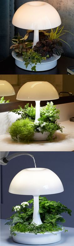 three different types of lamps with plants growing out of the top one and bottom one