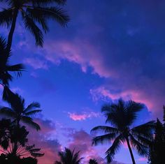 palm trees are silhouetted against a purple and blue sky as the sun is setting