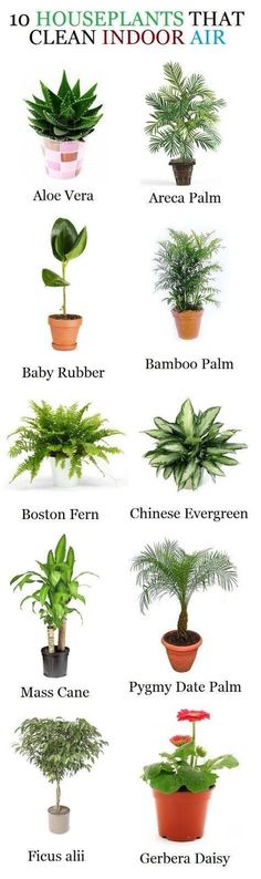 the houseplants that clean indoor air are shown in this poster, which shows different types