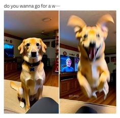 two pictures of a dog jumping up and down in the air with his mouth open