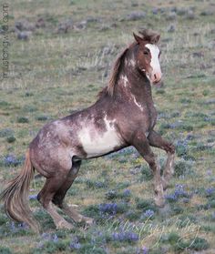 a brown and white horse is running in the grass with purple flowers around it's feet