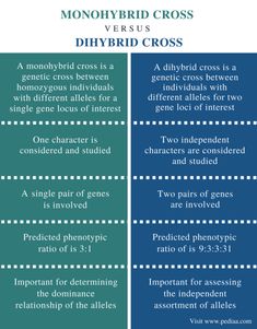 the differences between two types of cross and diphybrid cross are shown in this graphic