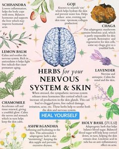 Herbs For Nerves, Herbs For Upper Respiratory Infection, Herbs For Hydration, Herbalism For Beginners Natural Remedies, Herbs For Bv, Herbs For Detoxing, Herbs For Weight Management, Herbs For Skin Care