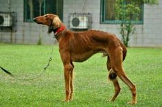 a large brown dog standing on top of a lush green field next to a house