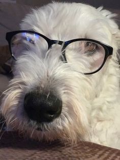 a white dog wearing glasses on top of a couch