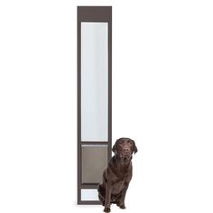 a brown dog sitting in front of a tall mirror