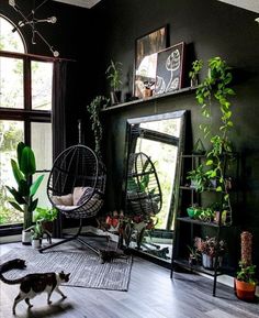 a cat is walking around in front of a mirror and hanging chair with plants on it