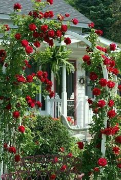 red roses are growing on the arbor in front of a white house and garden bench