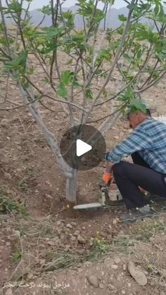 a man kneeling down next to a tree in the middle of a dirt field with trees growing