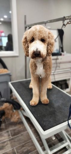 a poodle sitting on top of a table in a hair salon