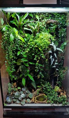 an aquarium filled with plants and rocks