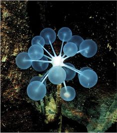 a group of blue balls sitting on top of a green plant covered in dirt and moss