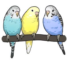 three parakeets are sitting on a branch and one is yellow, the other blue