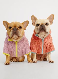 two small dogs sitting next to each other wearing jackets and sweaters on white background