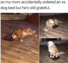 a dog sitting on top of a wooden floor in front of a fire place with emoticions