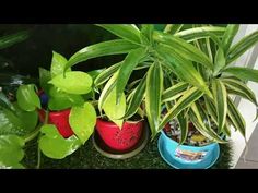 three pots with plants in them sitting on the ground