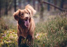 a brown dog standing on top of a grass covered forest filled with lots of trees