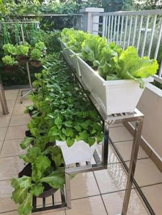 some plants that are growing in a planter