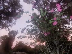 pink flowers are blooming on the branches of trees