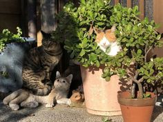 two cats sitting next to each other on the ground in front of potted plants