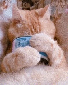 an orange and white cat sleeping with its head on a blue plastic cup in it's paws