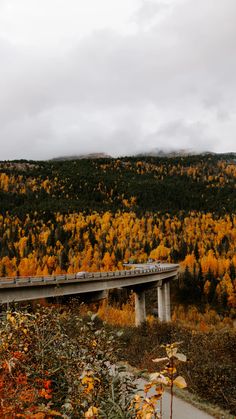 a long bridge over a forest filled with trees covered in yellow leaves and autumn foliage