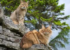 two cats sitting on top of a stone wall next to each other in front of trees