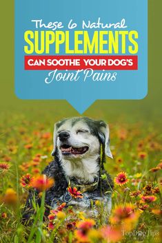 Dog Supplements Natural, Meds For Dogs, Dog Training Books, Dog Joints, Back Pain Remedies, Dog Health Tips, Food Supplements, Dog Tips, Dog Supplements