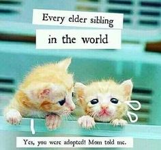 two kittens looking at each other with the caption'every elder sibling in the world yes, you were adopted mom told me