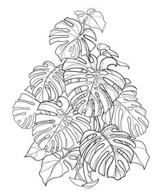 a black and white drawing of a plant with large leaves