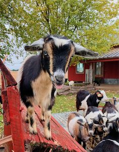 a goat standing on top of a wooden fence with other goats in the back ground