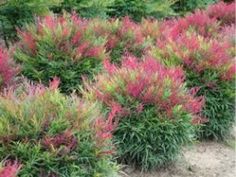 some very pretty plants with red and green leaves