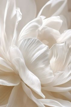 a close up view of a large white flower