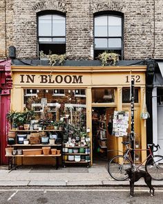 a store front with lots of potted plants on display and a dog standing outside