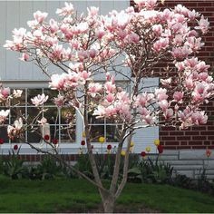 a small tree with pink flowers in front of a brick building and green grass on the ground