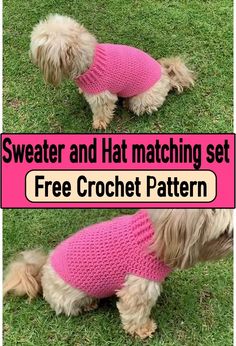 a small dog wearing a pink knitted sweater on grass with text overlay saying, sweater and hat matching set free crochet pattern