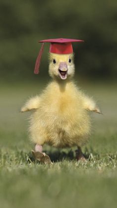 a small yellow duck wearing a red graduation cap on it's head and legs