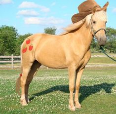 a brown horse wearing a cowboy hat on top of it's bridle