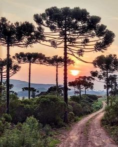 a dirt road surrounded by tall pine trees with the sun setting in the distance behind them