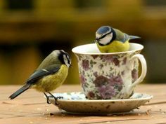 two small birds sitting on top of a cup filled with tea or coffee saucer