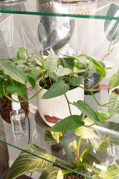 some plants are sitting in a glass case