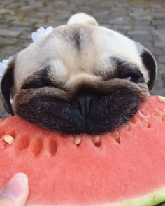 a small pug eating a piece of watermelon